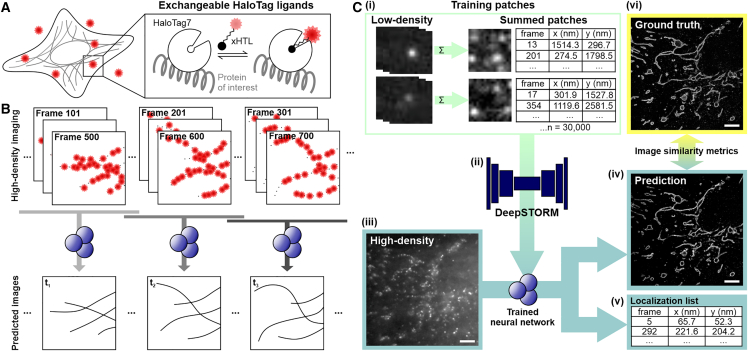 Neural network-assisted single-molecule localization microscopy with a weak-affinity protein tag.