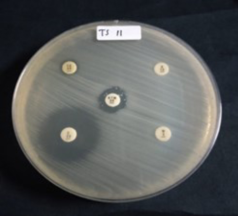 Molecular identification of <i>bla</i>TEM and <i>bla</i>CTX-M genes in multidrug-resistant <i>Escherichia coli</i> found in milk samples from dairy cattle farms in Tulungagung, Indonesia.