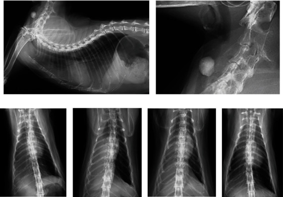 Emergency Removal of a Proximal Tracheal Foreign Body by Tracheotomy in a Dog and a Cat.