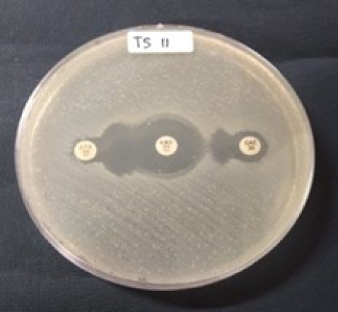 Molecular identification of <i>bla</i>TEM and <i>bla</i>CTX-M genes in multidrug-resistant <i>Escherichia coli</i> found in milk samples from dairy cattle farms in Tulungagung, Indonesia.