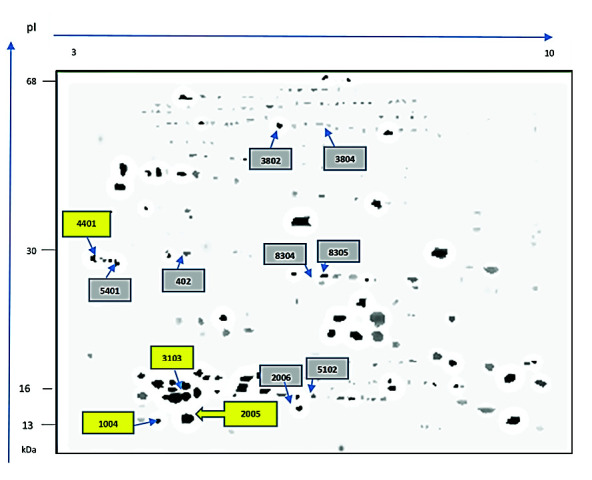 Seminal Plasma Proteins Associated with The Fertility of Brahman Bulls in The Colombian Low Tropics.