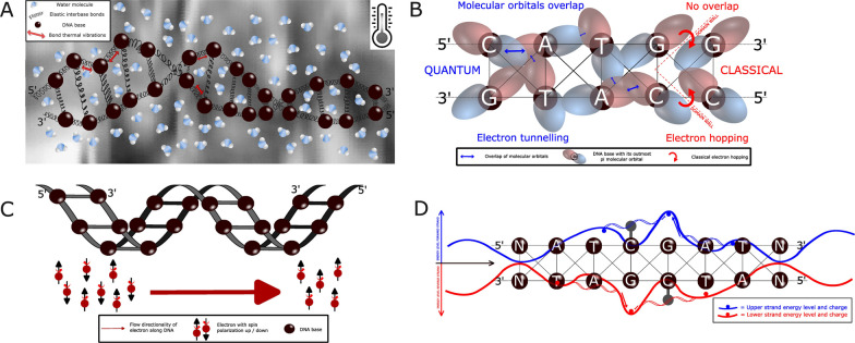 A quantum physics layer of epigenetics: a hypothesis deduced from charge transfer and chirality-induced spin selectivity of DNA.