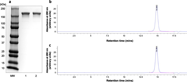 [225Ac]Ac- and [111In]In-DOTA-trastuzumab theranostic pair: cellular dosimetry and cytotoxicity in vitro and tumour and normal tissue uptake in vivo in NRG mice with HER2-positive human breast cancer xenografts