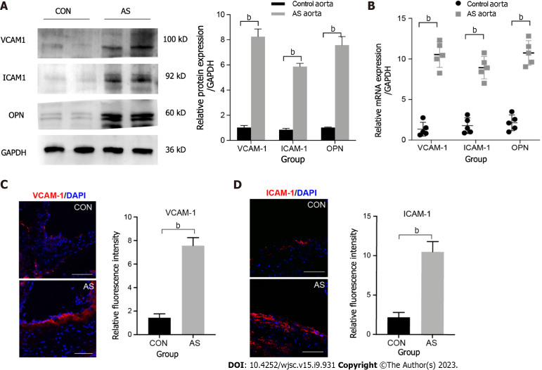 Integrin beta 3-overexpressing mesenchymal stromal cells display enhanced homing and can reduce atherosclerotic plaque.