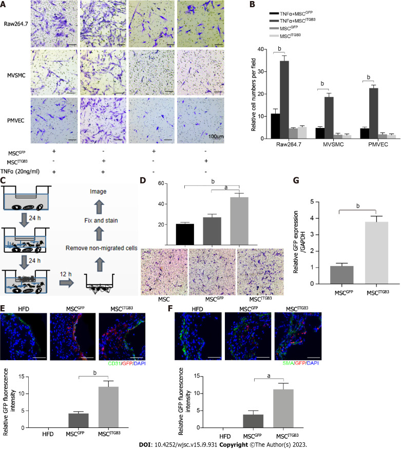 Integrin beta 3-overexpressing mesenchymal stromal cells display enhanced homing and can reduce atherosclerotic plaque.