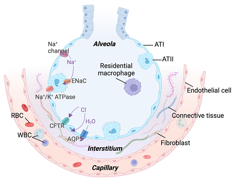 Pulmonary involvement from animal toxins: the cellular mechanisms.