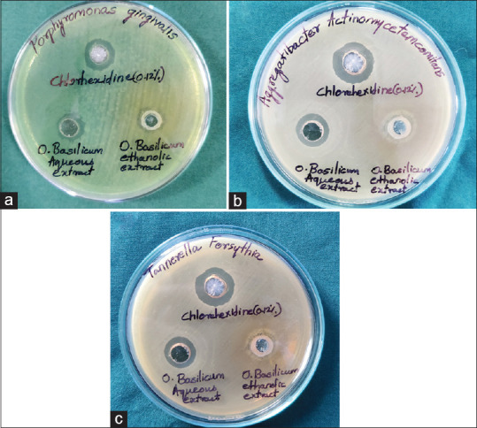 Assessment of potential antimicrobial activity of <i>Ocimum basilicum</i> extract and chlorhexidine against Socransky's complex pathogens of oral cavity: An <i>in vitro</i> study.