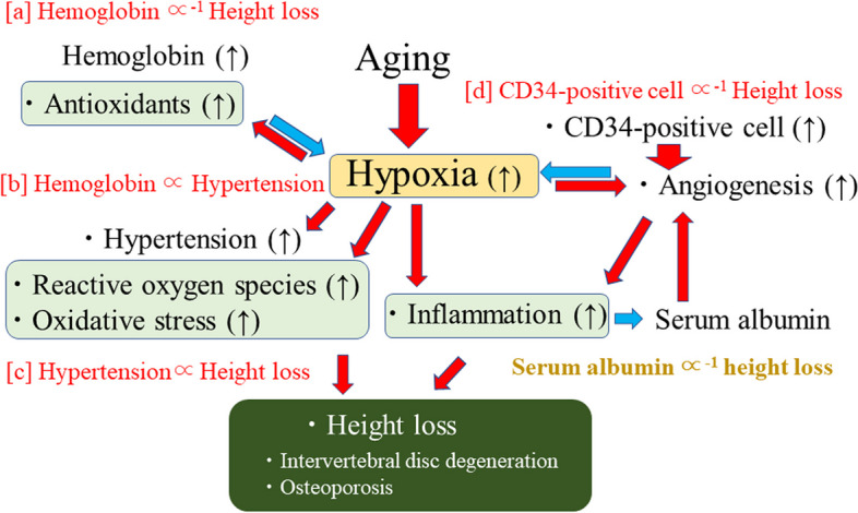 Association between serum albumin levels and height loss in Japanese workers: a retrospective study.