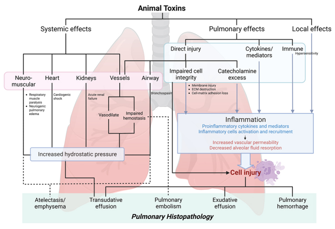 Pulmonary involvement from animal toxins: the cellular mechanisms.