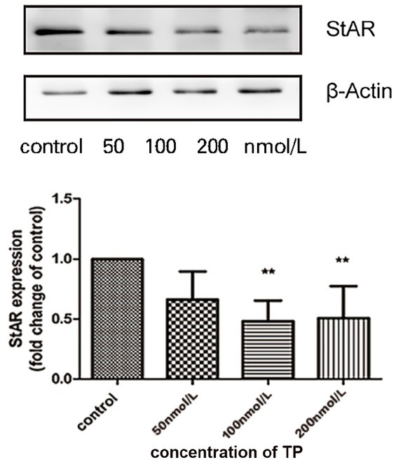 Protective role of autophagy in triptolide-induced apoptosis of TM3 Leydig cells.