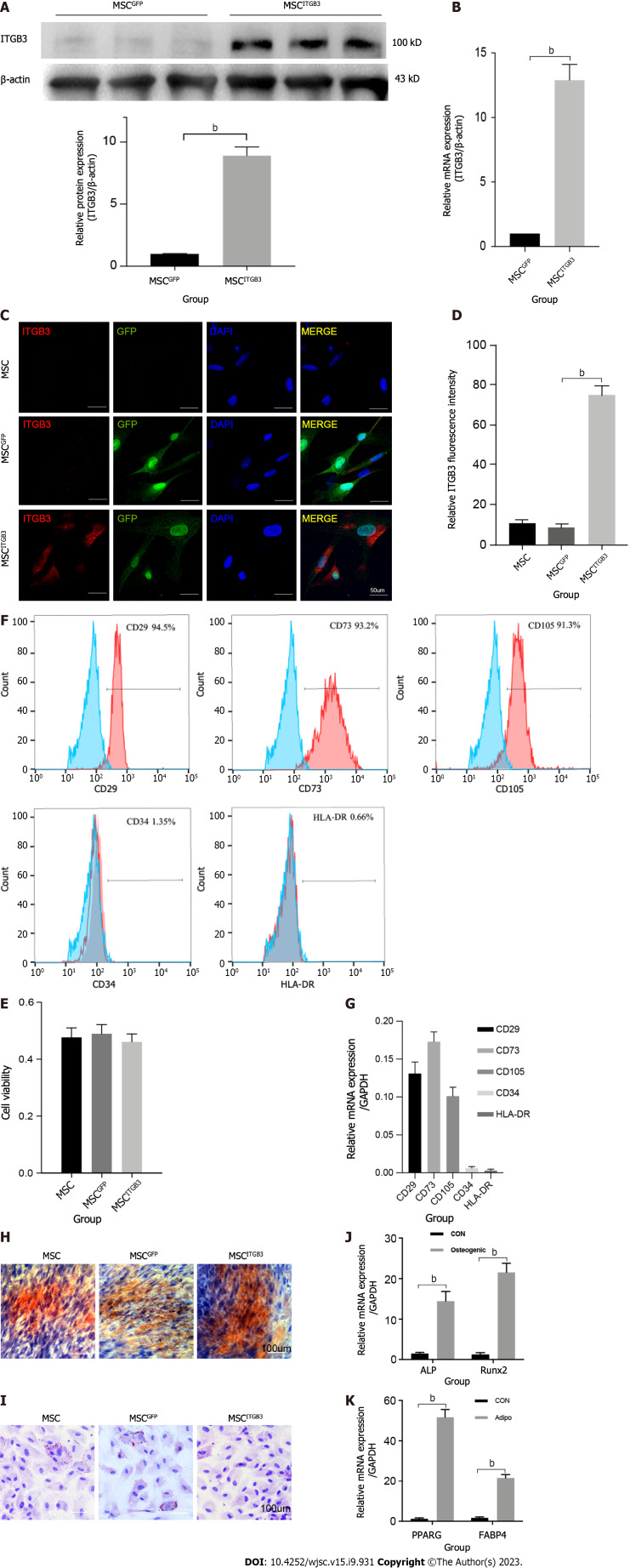 Integrin beta 3-overexpressing mesenchymal stromal cells display enhanced homing and can reduce atherosclerotic plaque.