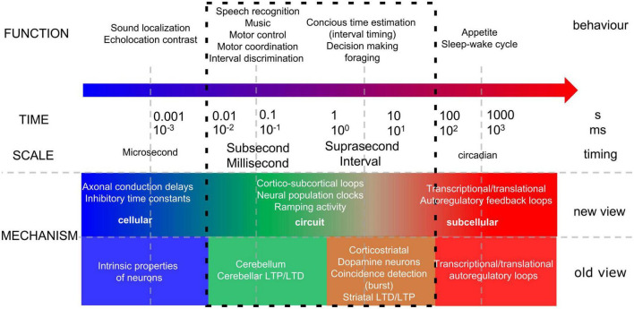 Cerebellar contributions across behavioural timescales: a review from the perspective of cerebro-cerebellar interactions.