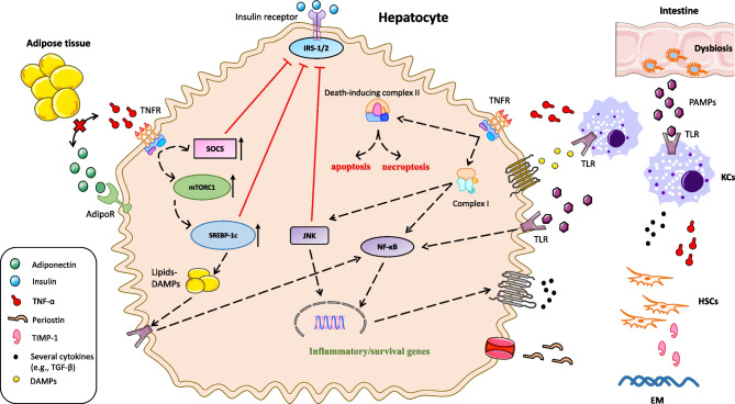 The Role of Tumor Necrosis Factor-Alpha in the Pathogenesis and Treatment of Nonalcoholic Fatty Liver Disease.