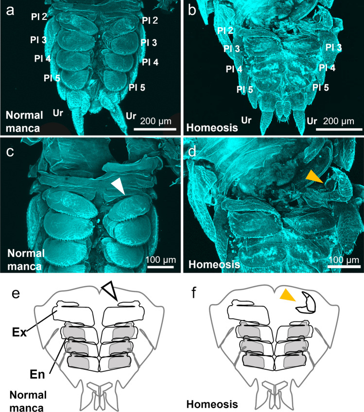 Homeotic transformation in a terrestrial isopod: insights into the appendage identity in crustaceans