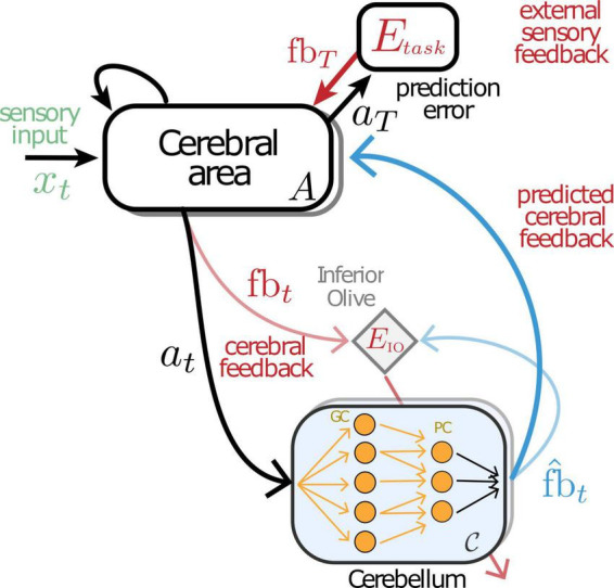 Cerebellar contributions across behavioural timescales: a review from the perspective of cerebro-cerebellar interactions.