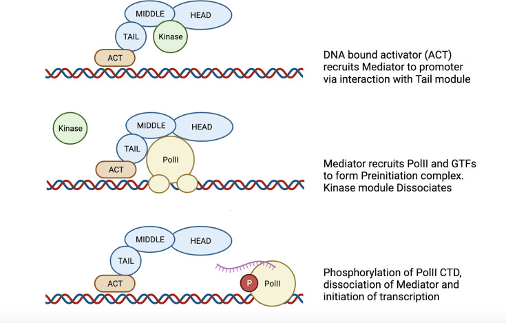 The role of the Mediator complex in fungal pathogenesis and response to antifungal agents.