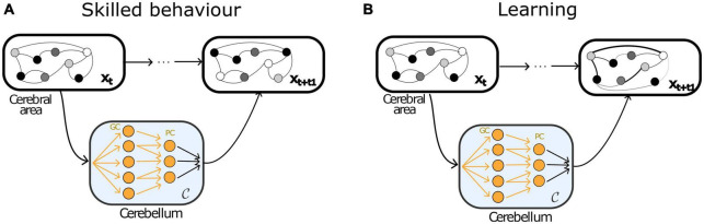 Cerebellar contributions across behavioural timescales: a review from the perspective of cerebro-cerebellar interactions.