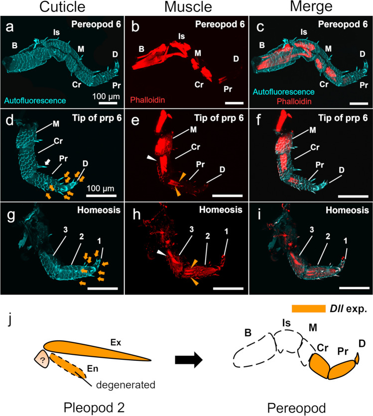 Homeotic transformation in a terrestrial isopod: insights into the appendage identity in crustaceans