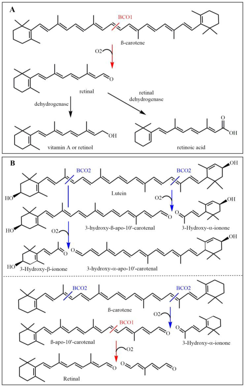 Carotenoid enrichment in eggs: From biochemistry perspective