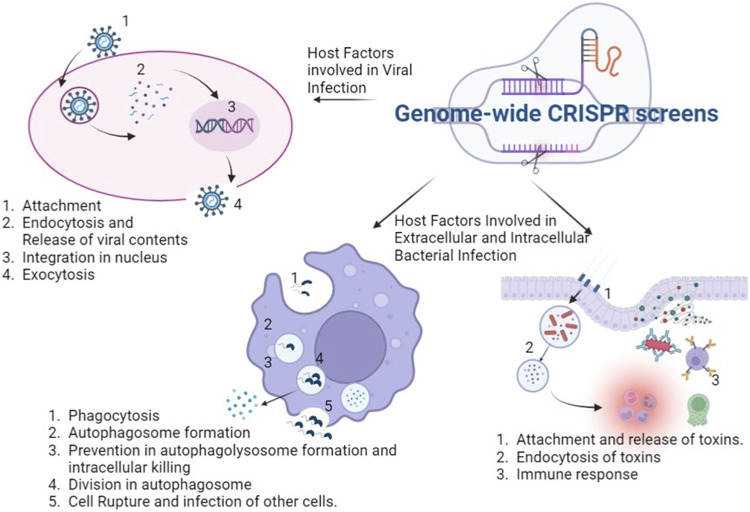 Genome-wide CRISPR screens and their applications in infectious disease.