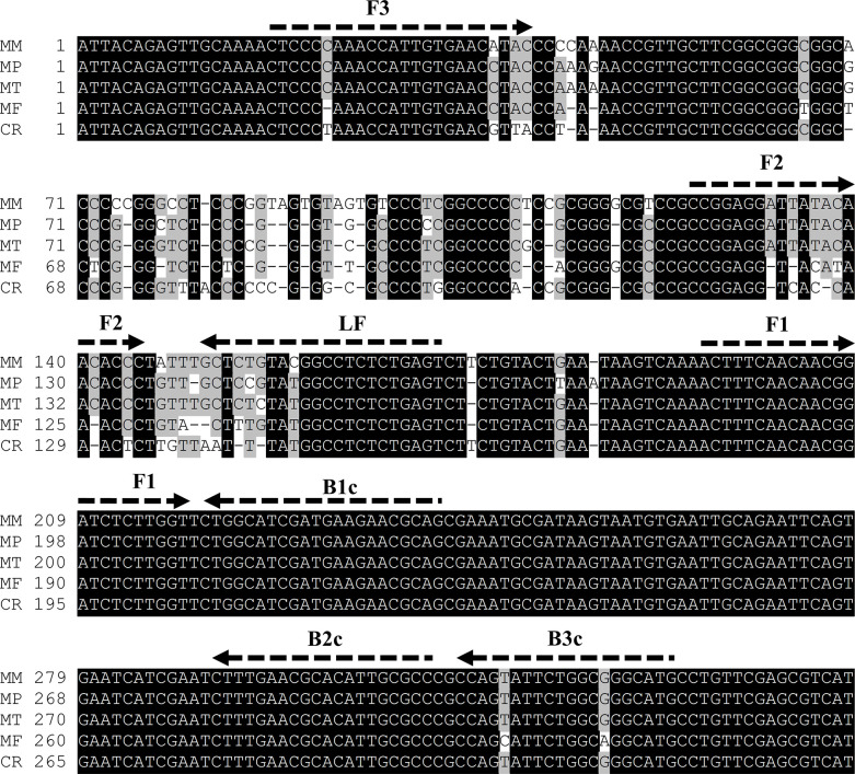 Specific and sensitive loop-mediated isothermal amplification (LAMP) method for Madurella strains, eumycetoma filamentous fungi causative agent.