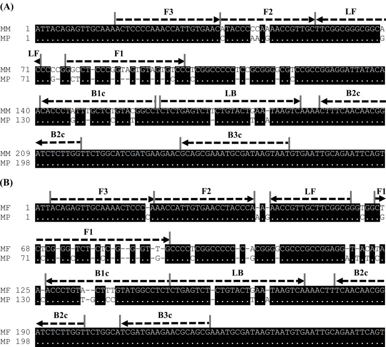 Specific and sensitive loop-mediated isothermal amplification (LAMP) method for Madurella strains, eumycetoma filamentous fungi causative agent.