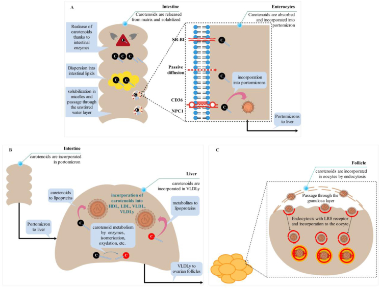 Carotenoid enrichment in eggs: From biochemistry perspective