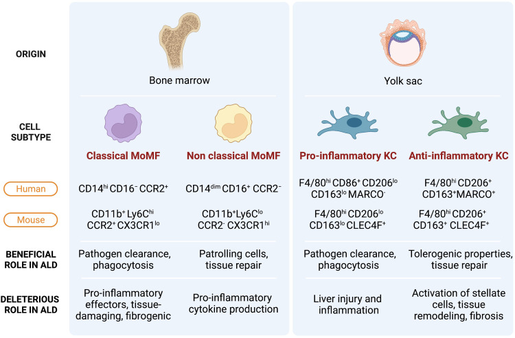 Ambiguous Pathogenic Roles of Macrophages in Alcohol-Associated Liver Diseases.