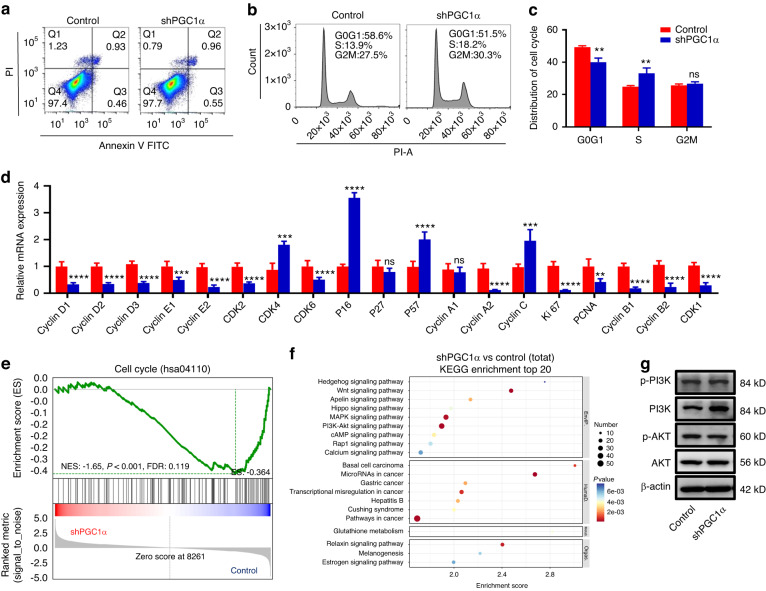 Knockdown of PGC1α suppresses dysplastic oral keratinocytes proliferation through reprogramming energy metabolism.