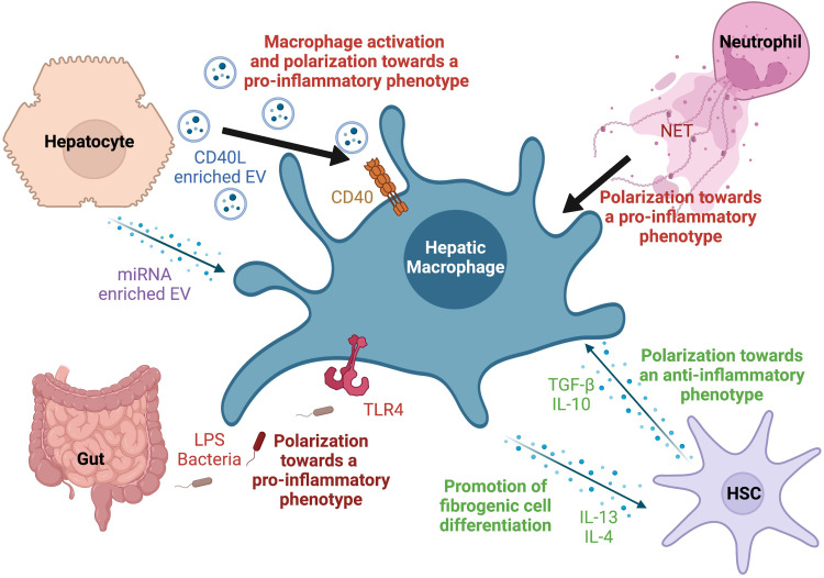 Ambiguous Pathogenic Roles of Macrophages in Alcohol-Associated Liver Diseases.