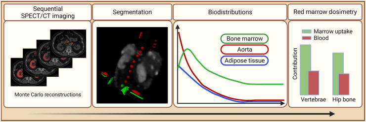 Specific Uptake in the Bone Marrow Causes High Absorbed Red Marrow Doses During [<sup>177</sup>Lu]Lu-DOTATATE Treatment.