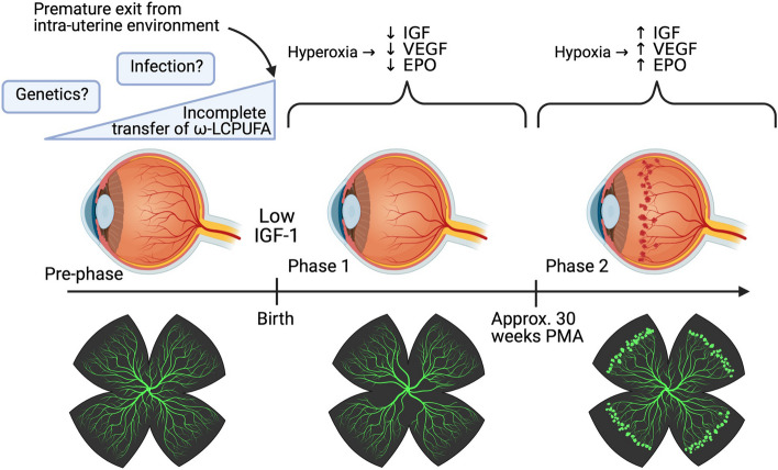 Retinopathy of prematurity: from oxygen management to molecular manipulation.