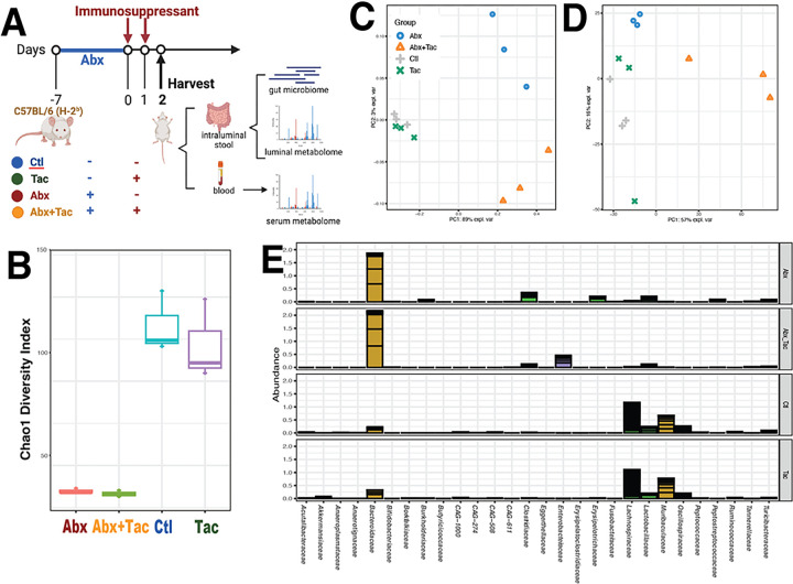 Rapid intestinal and systemic metabolic reprogramming in an immunosuppressed environment.