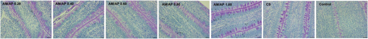 High amylose to amylopectin ratios in nitrogen-free diets decrease the ileal endogenous amino acid losses of broiler chickens