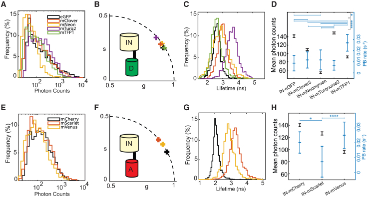 Particle-based phasor-FLIM-FRET resolves protein-protein interactions inside single viral particles.