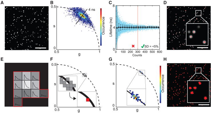 Particle-based phasor-FLIM-FRET resolves protein-protein interactions inside single viral particles.