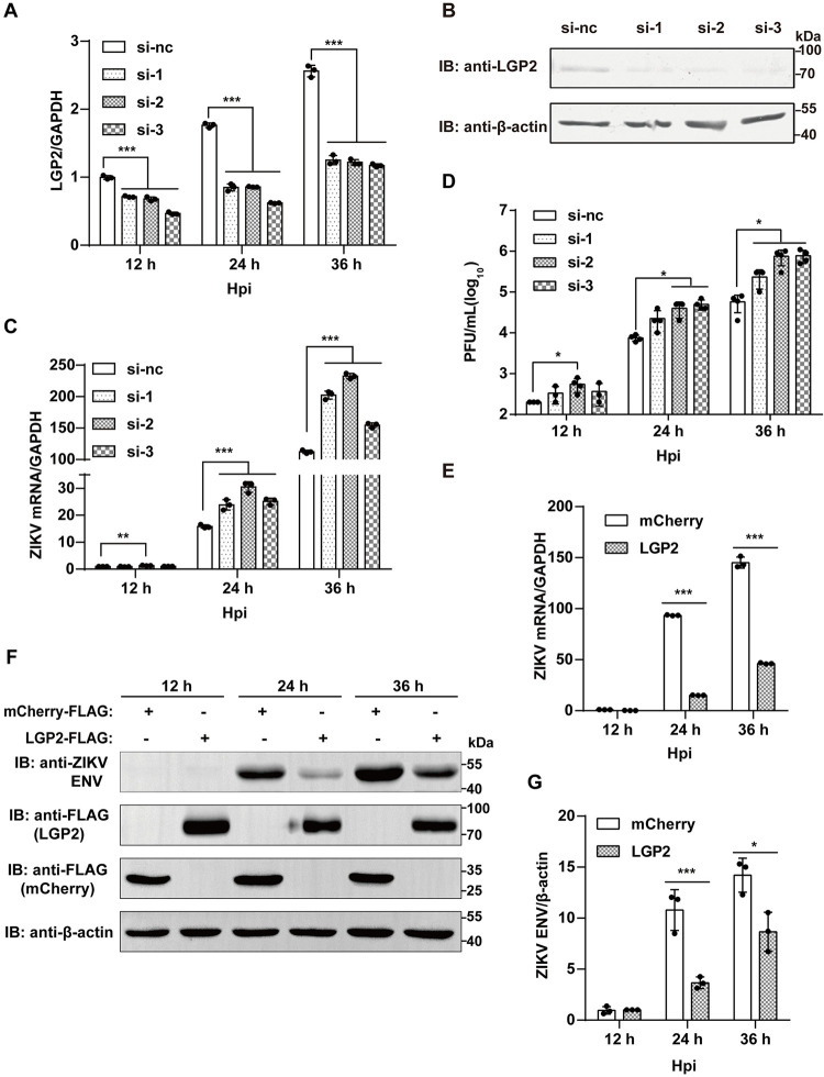 LGP2 directly interacts with flavivirus NS5 RNA-dependent RNA polymerase and downregulates its pre-elongation activities.