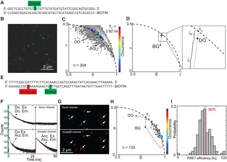 Particle-based phasor-FLIM-FRET resolves protein-protein interactions inside single viral particles.