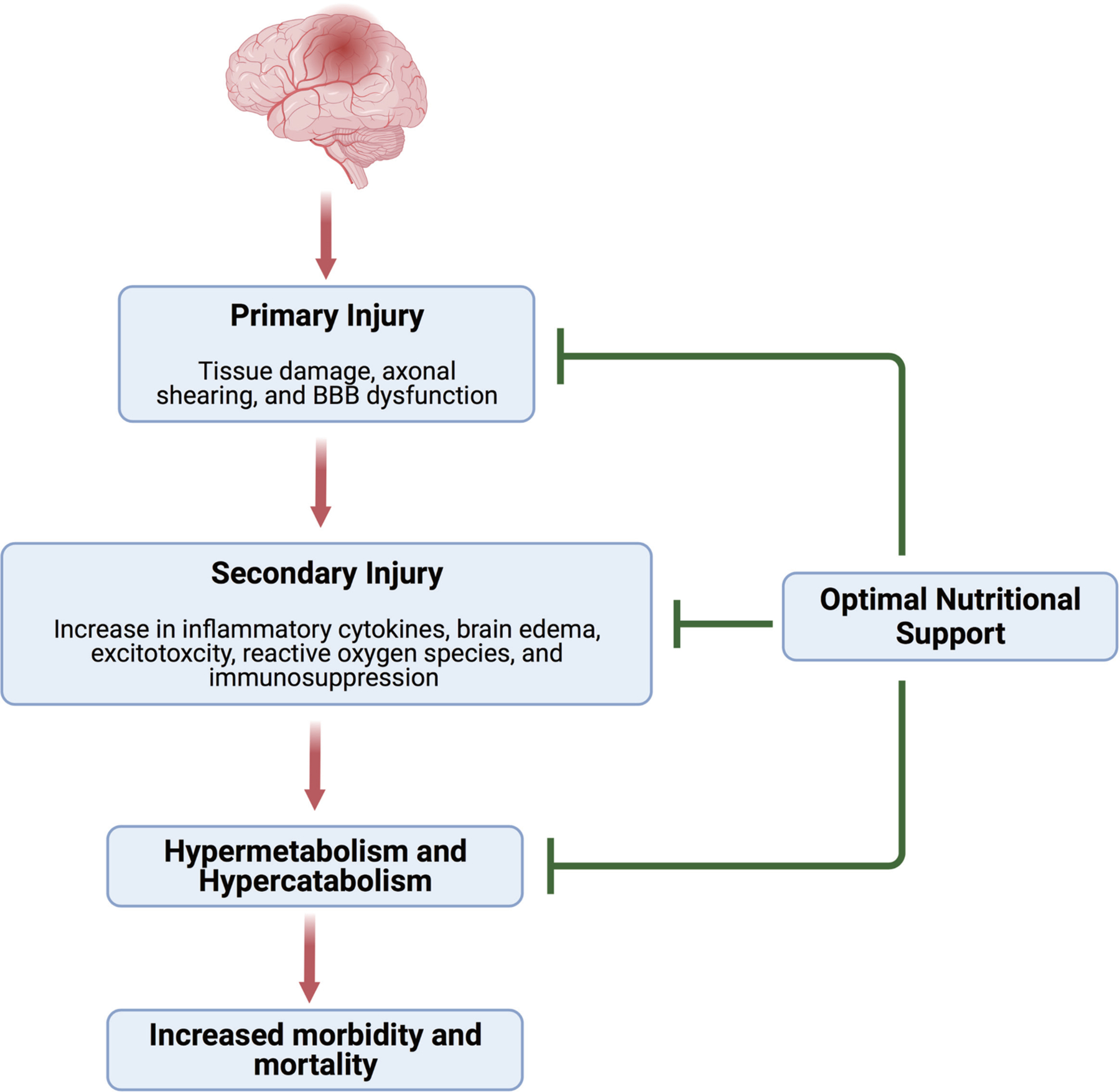 Nutritional Support Following Traumatic Brain Injury: A Comprehensive Review.