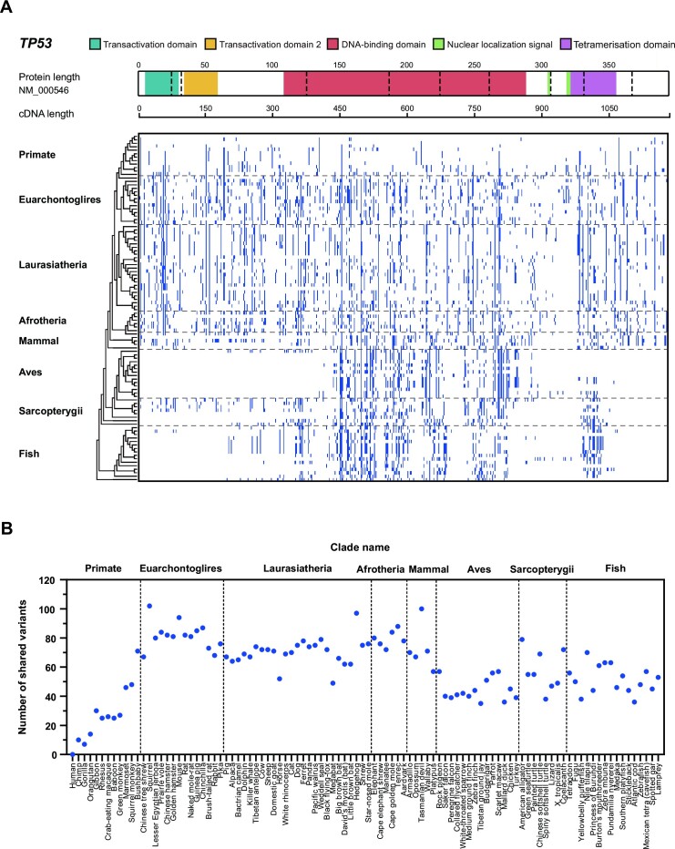 <i>TP53</i> germline pathogenic variants in modern humans were likely originated during recent human history.