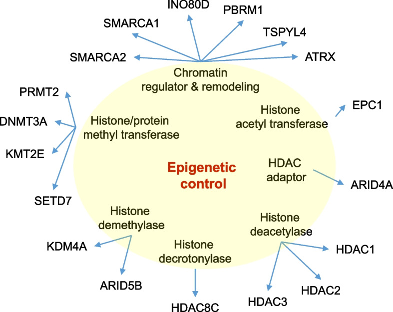 Epigenetics, cryptorchidism, and infertility.