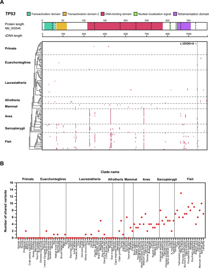 <i>TP53</i> germline pathogenic variants in modern humans were likely originated during recent human history.