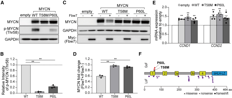 Gain-of-function MYCN causes a megalencephaly-polydactyly syndrome manifesting mirror phenotypes of Feingold syndrome.