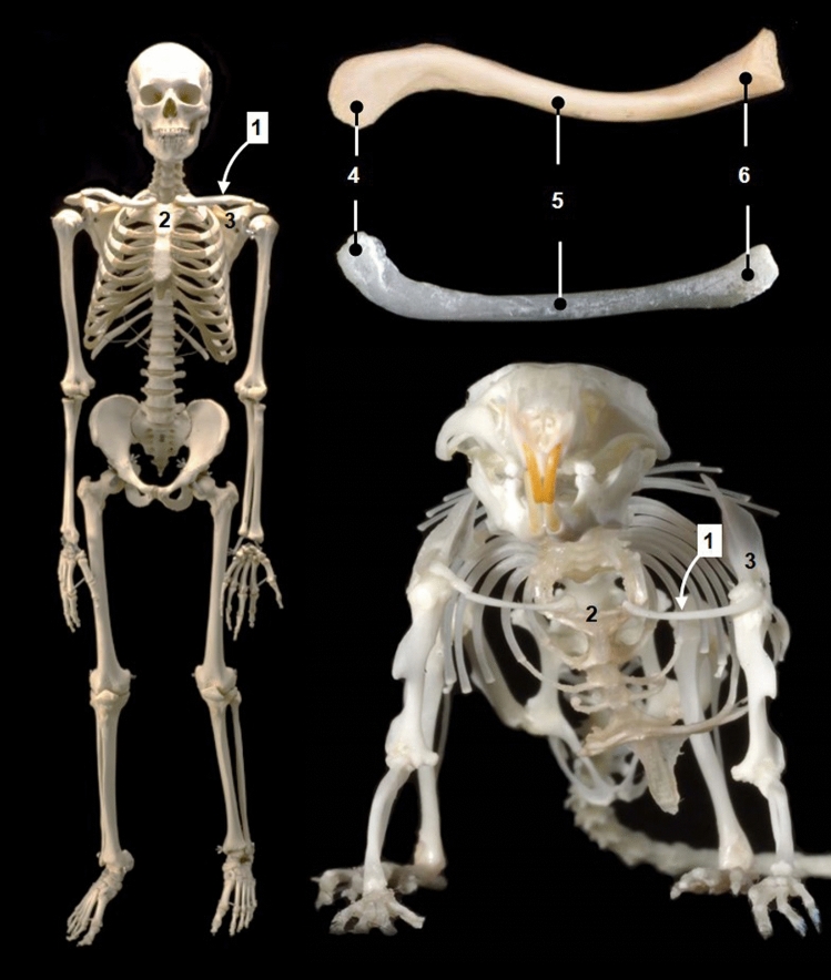 Bridging mouse and human anatomies; a knowledge-based approach to comparative anatomy for disease model phenotyping.