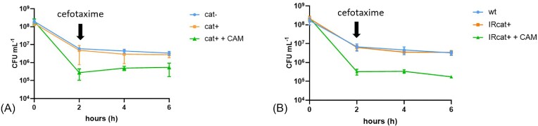 A paradox of bacterial persistence and antibiotic resistance: chloramphenicol acetyl transferase as a double barrel shot gun.