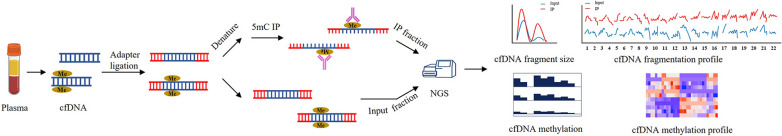 Altered cfDNA fragmentation profile in hypomethylated regions as diagnostic markers in breast cancer.