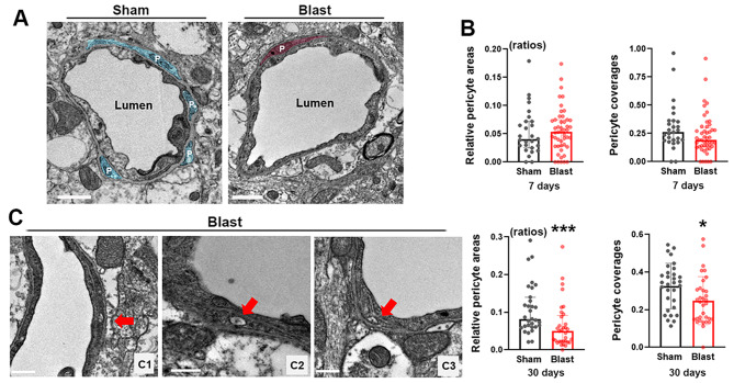 Low-intensity open-field blast exposure effects on neurovascular unit ultrastructure in mice.