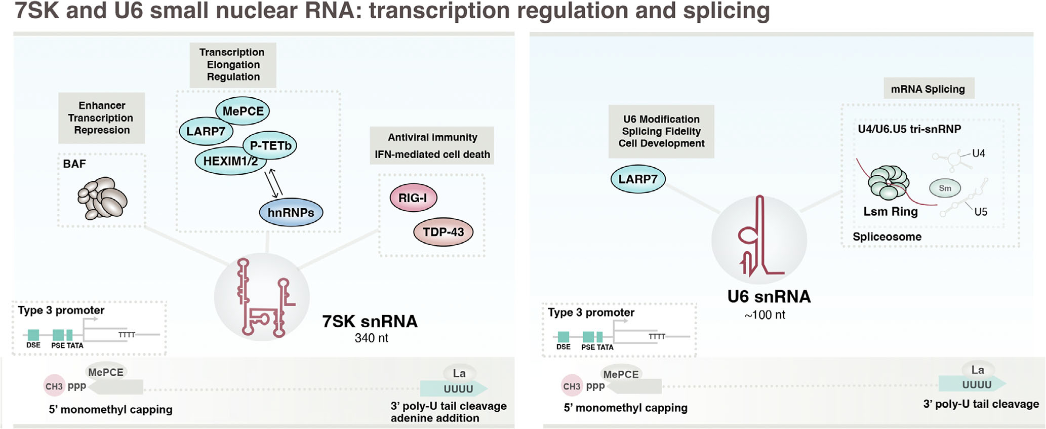 The Pol III transcriptome: Basic features, recurrent patterns, and emerging roles in cancer.