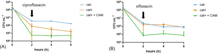 A paradox of bacterial persistence and antibiotic resistance: chloramphenicol acetyl transferase as a double barrel shot gun.