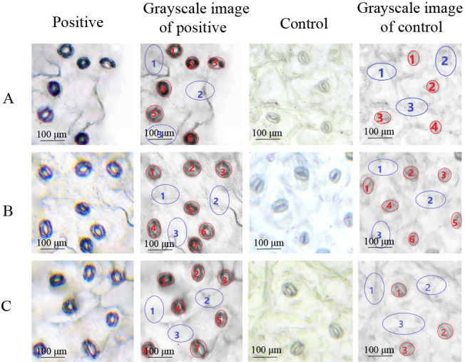 An Optimized Protocol for Detecting Guard Cell-specific Gene Expression by in situ RT-PCR in <i>Brassica rapa</i>.